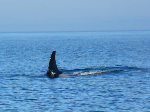 2014-10-5 SRKW Orcas Hein Bank 015