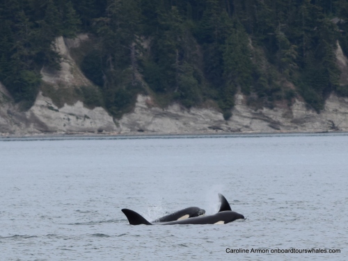 2016-5-21 Bigg's-Transient Killer Whales